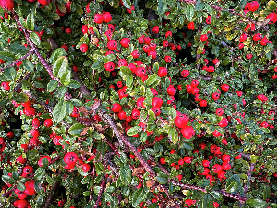 Common Hawthorn Red Berries #1 Photograph by Gordon James