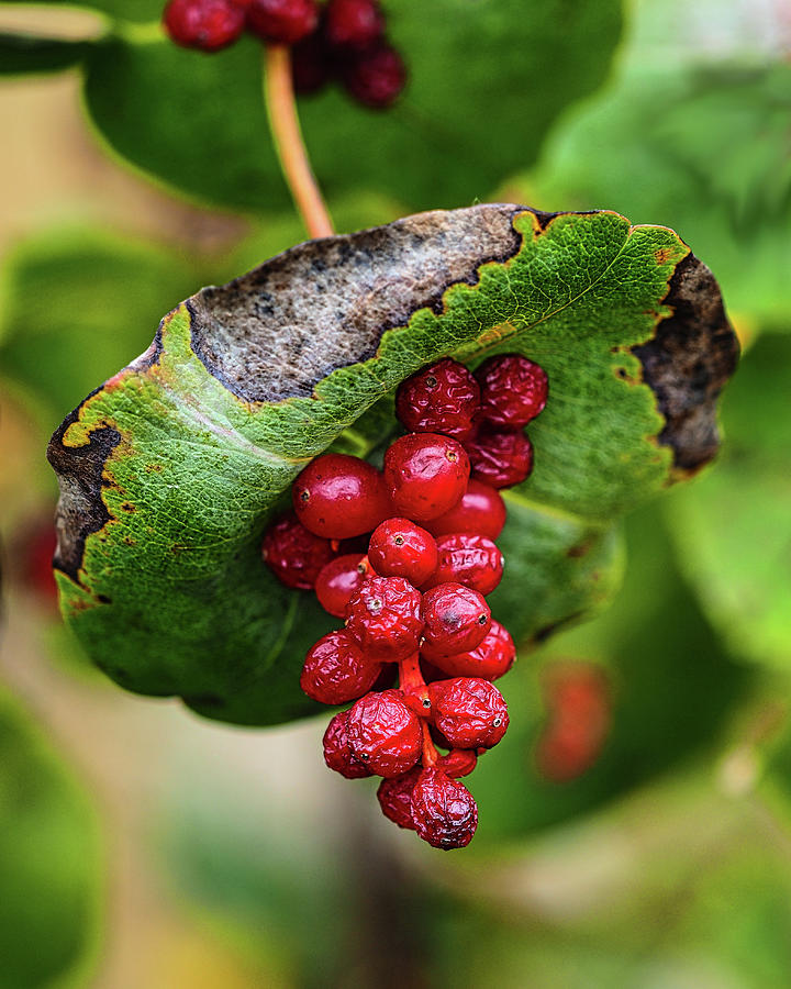 Red Berries I Photograph by Scott Olsen