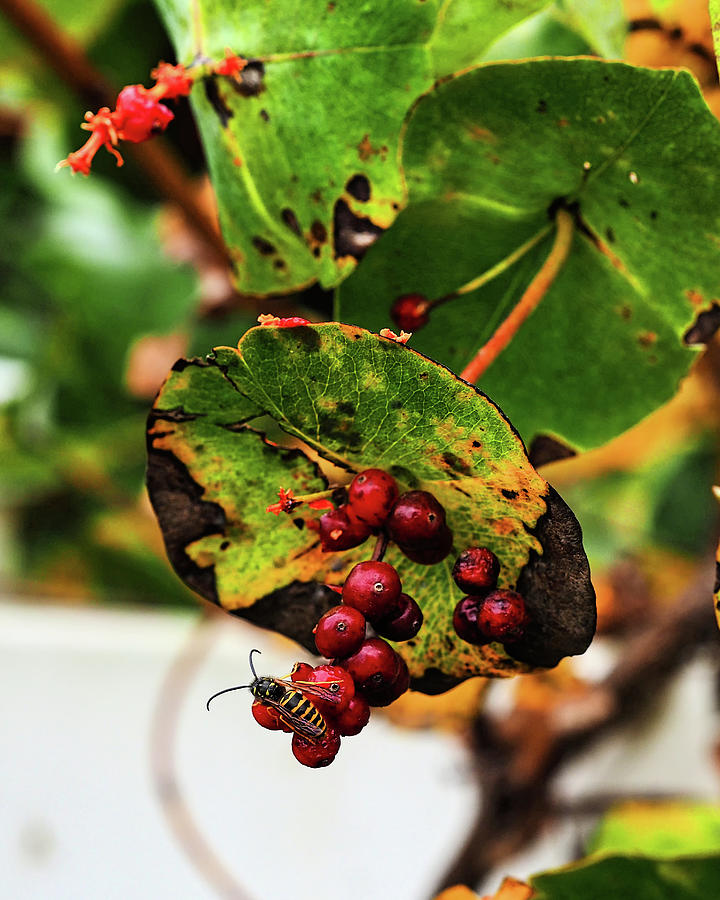 Red Berries II Photograph by Scott Olsen
