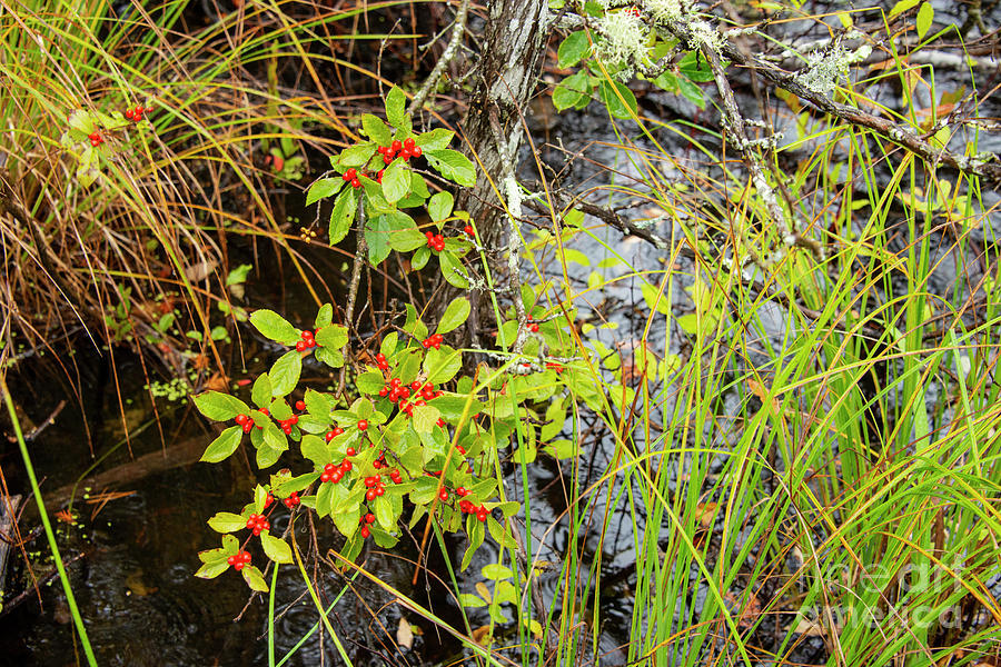 Red Berries in Sand Point Marsh Photograph by Bob Phillips
