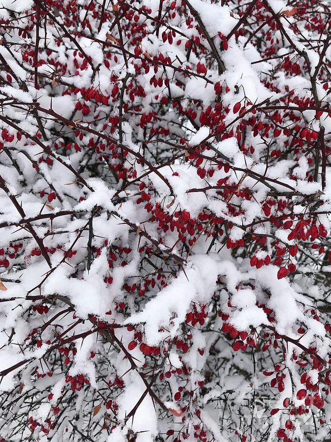 Red Berries in the Snow Photograph by Skye Winter - Fine Art America