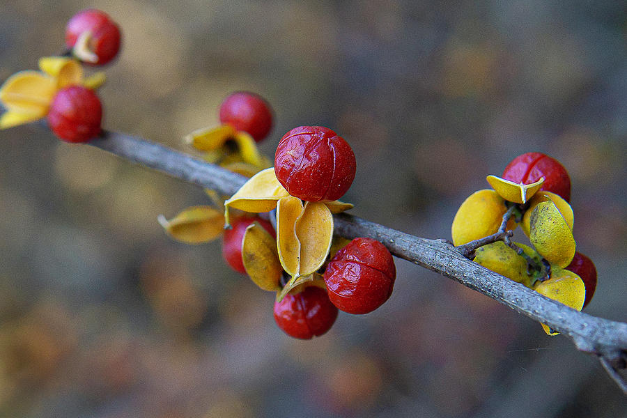 Red Berries in the Woods - Waukegan, Illinois Photograph by David Morehead