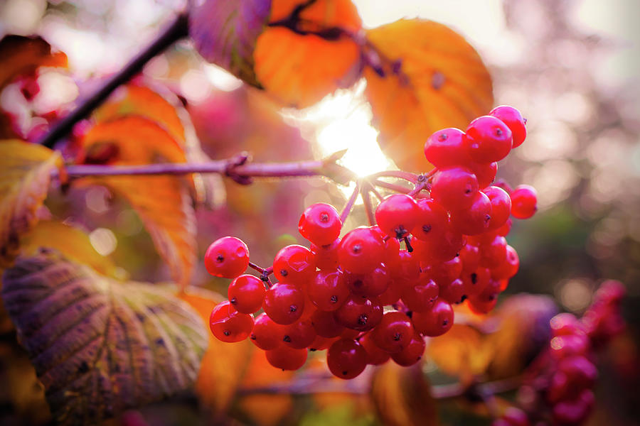 Red berries of autumn Photograph by Lilia S