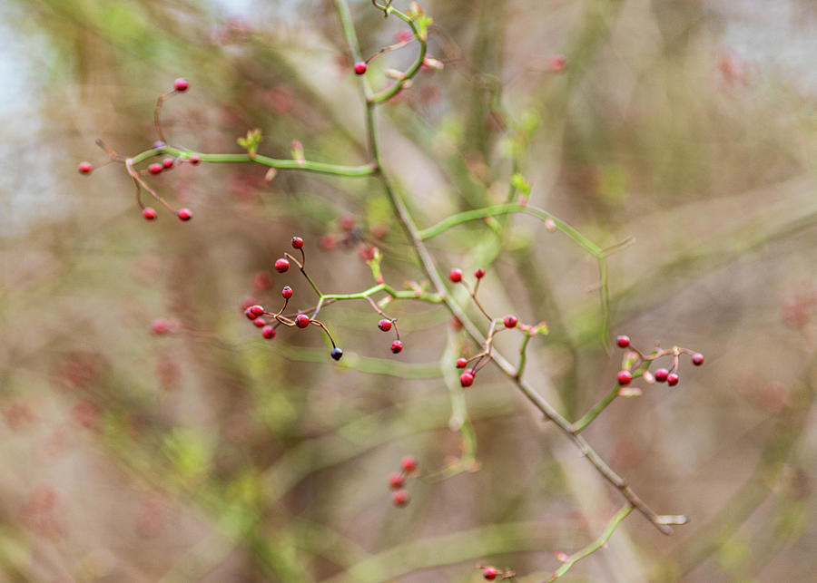 Red Berries on a Branch Photograph by Amelia Pearn