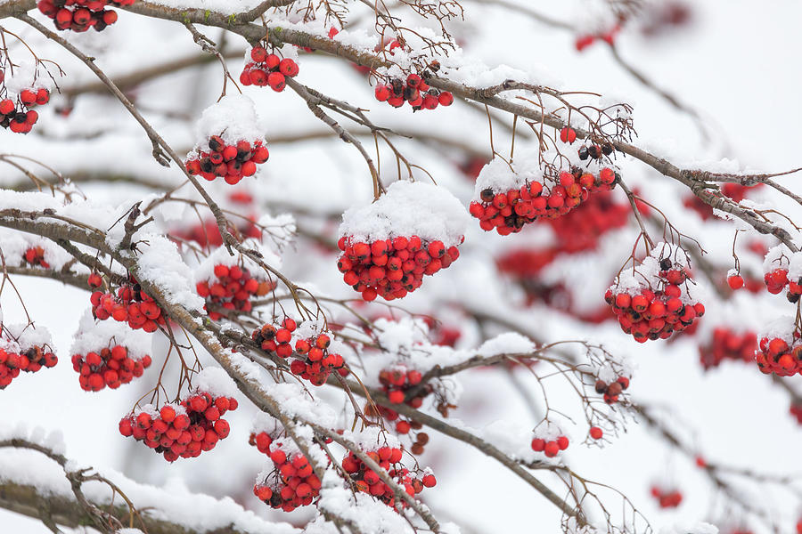 Red Berries on rowan tree covered by snow Photograph by Artush Foto ...
