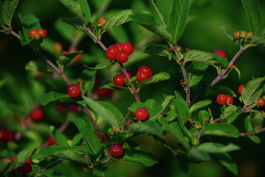 Red Berries on Shenandoah National Park South District Photograph by Raymond Salani III