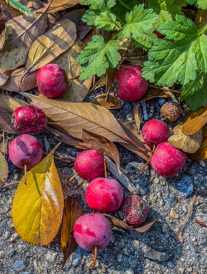 Red Berries on the Ground Photograph by Cate Franklyn