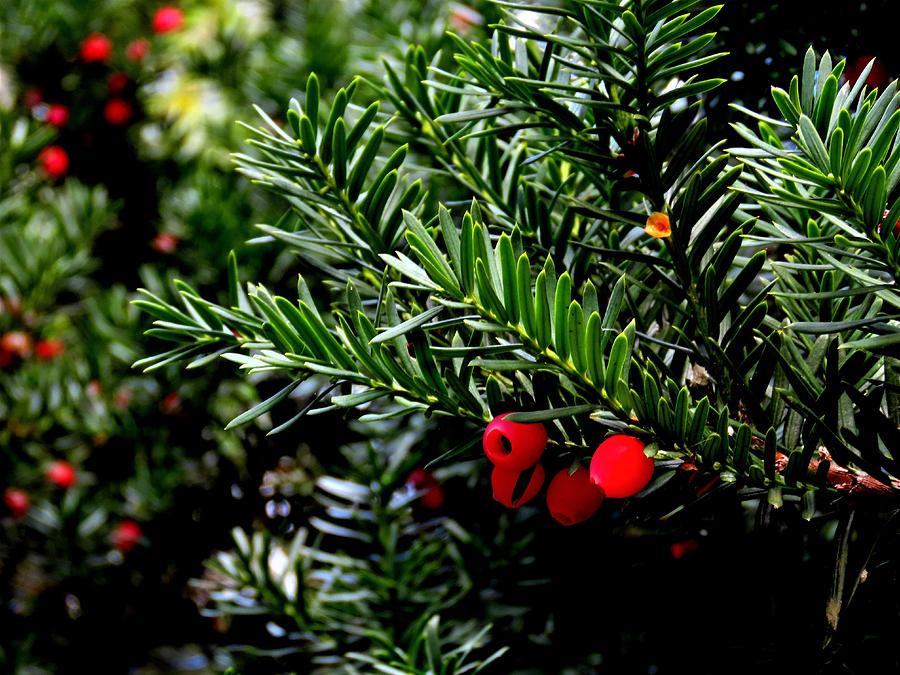 Red Berries on Yew in Autumn Photograph by Linda Stern