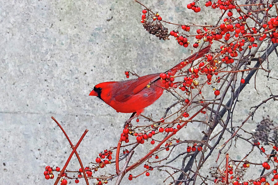 Winter Photograph - Red Berries Red Bird by Debbie Oppermann