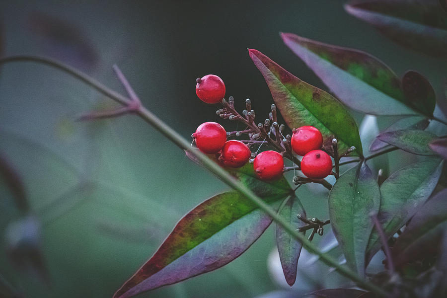 Red Berries Photograph by Rick Nelson