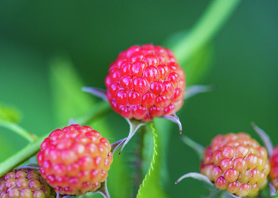 Red Berry Bush Photograph by Amelia Pearn
