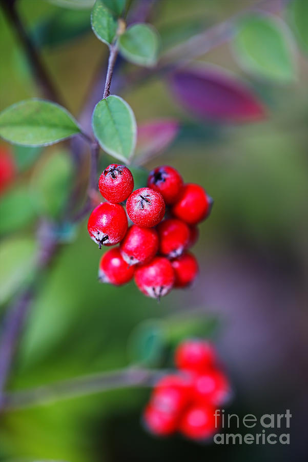 Red Berry Cluster  Photograph by Joy Watson