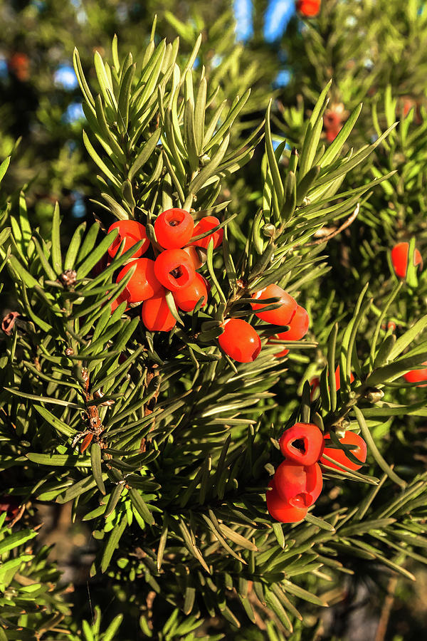 Red Berry on a Yew Tree  Photograph by Alex Lyubar
