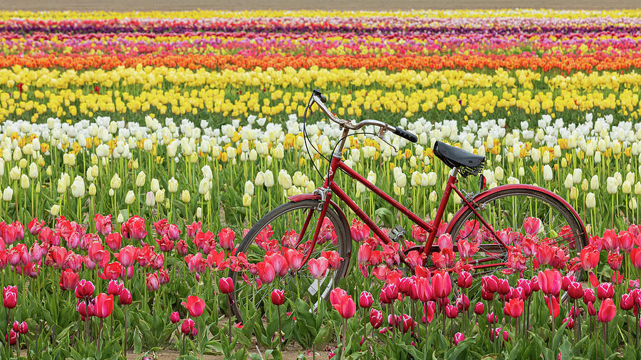 Red Bike And Tulips Photograph