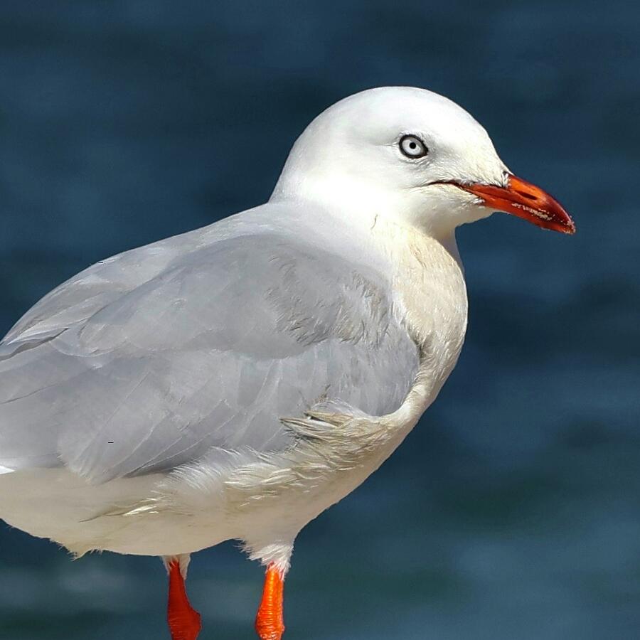 Red-Billed Gull Photograph by Sarah Lilja Red-Billed Gull Photograph by Sarah Lilja