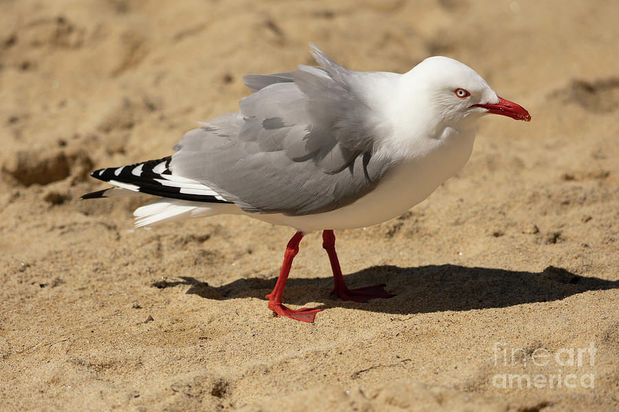 Red-Billed Gull/Tarapunga Photograph by Eva Lechner