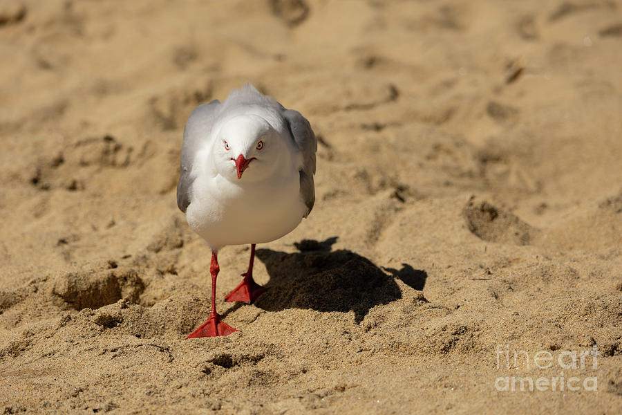 Bird Photograph - Red-Billed Gull Walking on the Beach by Eva Lechner