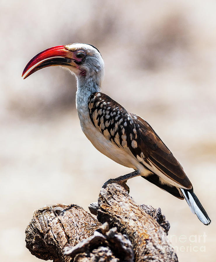 Red Billed Hornbill Photograph by Jim Chamberlain - Fine Art America