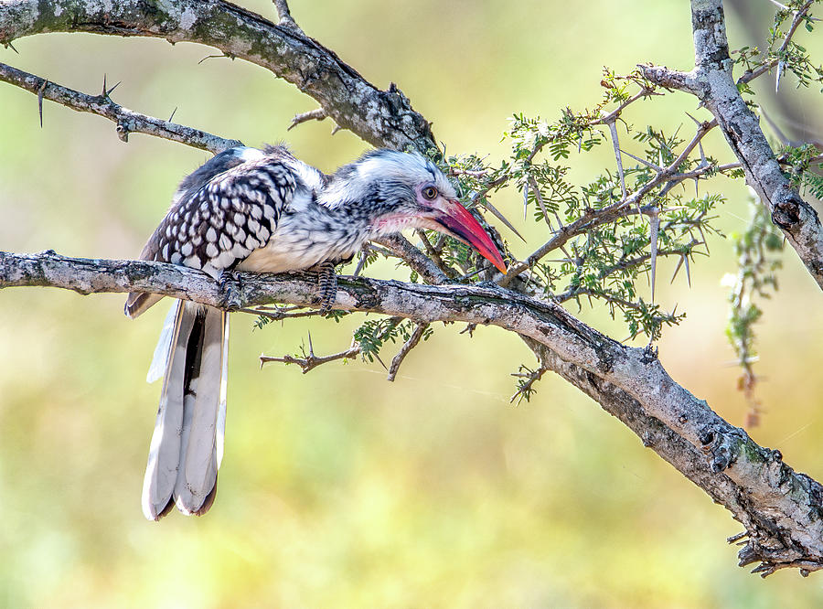 Red Billed Hornbill, Kruger National Park Photograph by Marcy Wielfaert