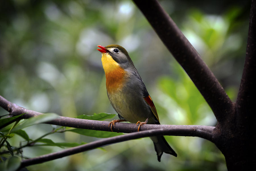Red-billed leiothrix Photograph by Tom Applegate
