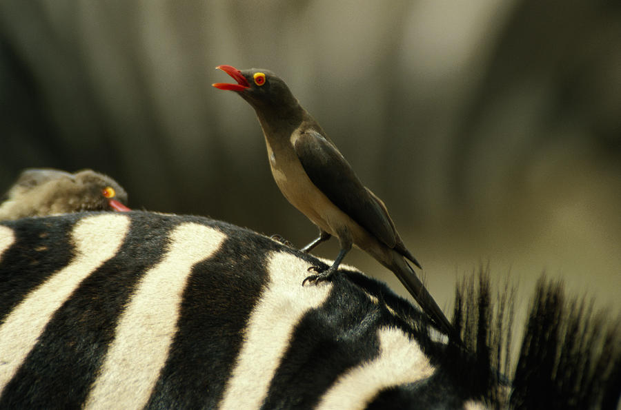 Red-billed oxpecker (Buphagus Erythorhynchus)  on zebra Photograph by Gallo Images-Denny Allen