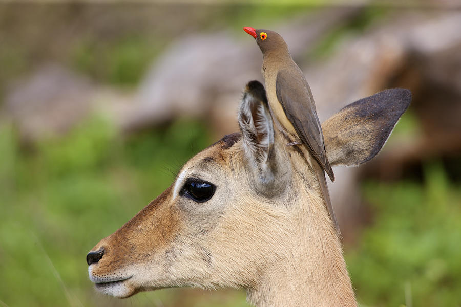 Red-billed Oxpecker on impalas head Photograph by Heinrich van den Berg