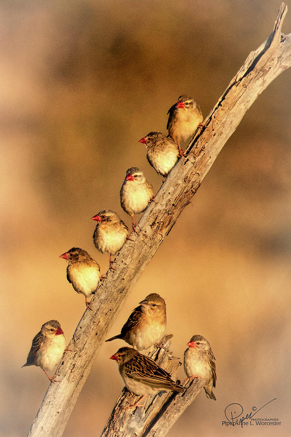Red Billed Quelea Photograph by PiperAnne Worcester