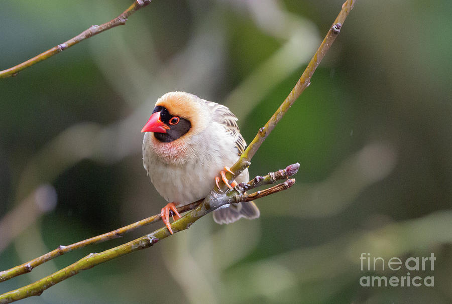 Red-Billed Weaver Photograph by Eva Lechner