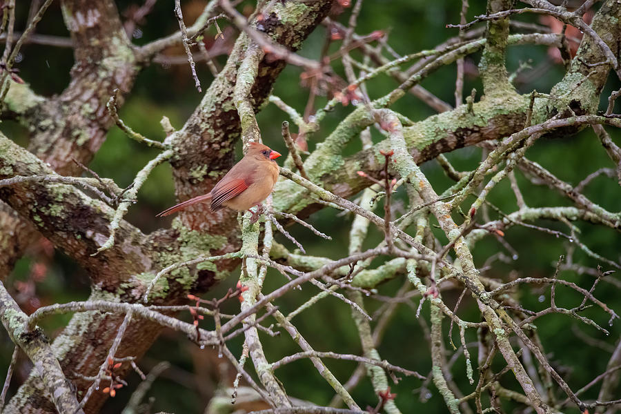 Red Bird #1 Photograph by John Kirkland