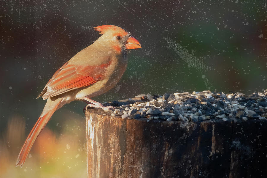 Red Bird #2 Photograph by John Kirkland