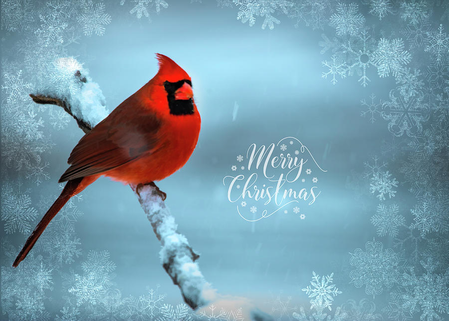Red Bird Christmas Photograph by Cathy Kovarik
