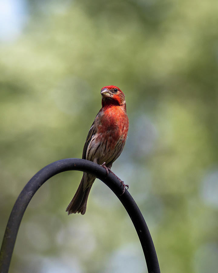 Red Bird Photograph by David Beechum
