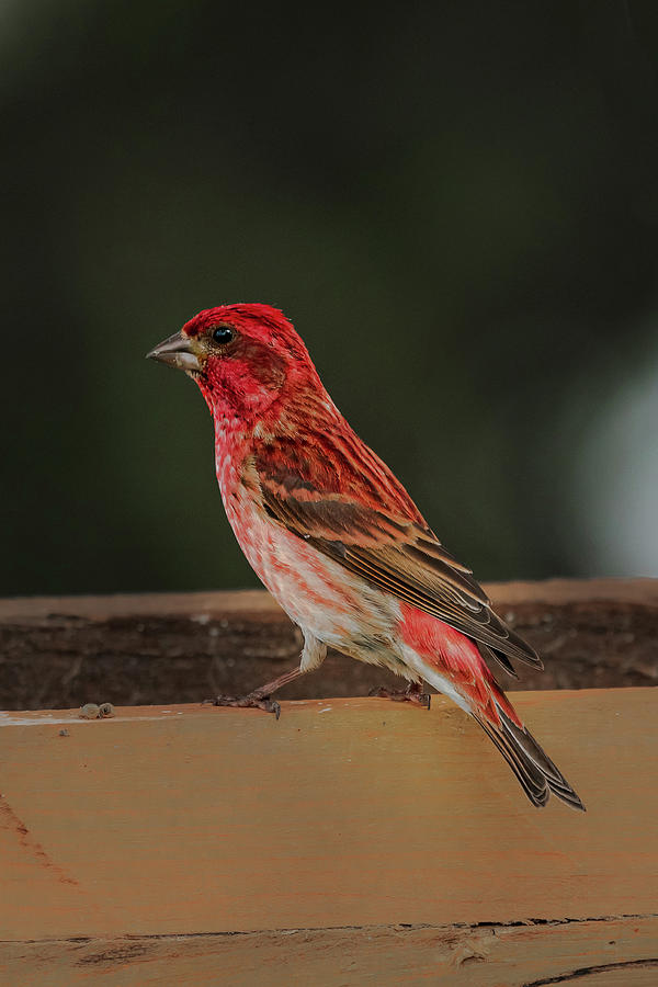 Red Bird Photograph