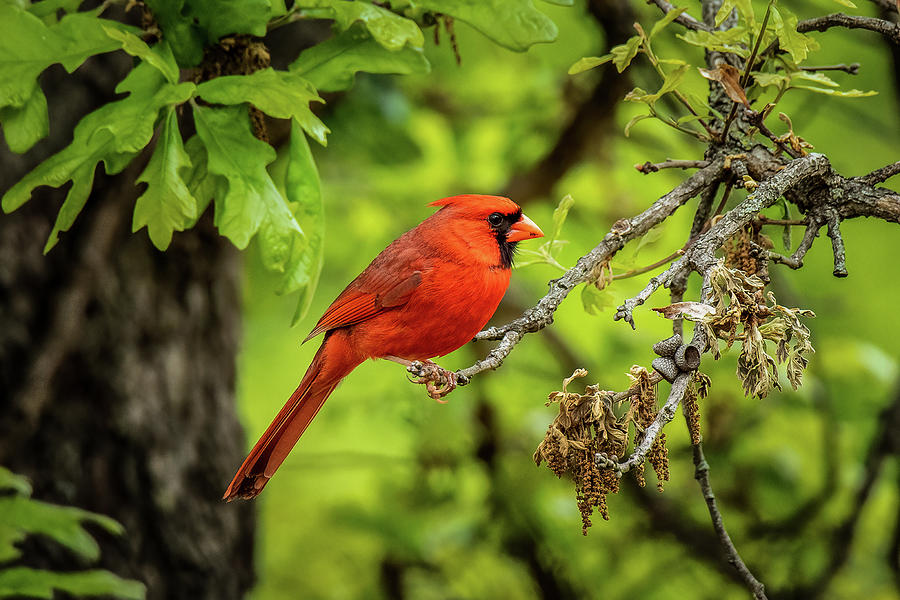 Red Bird Photograph by Doug Long