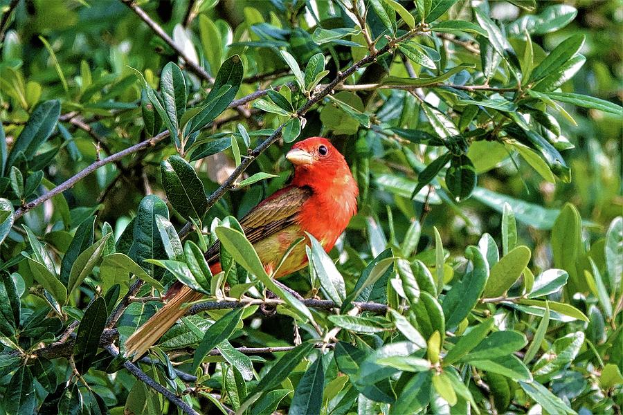 Red Bird In A Bush Photograph by Jim Saul - Fine Art America