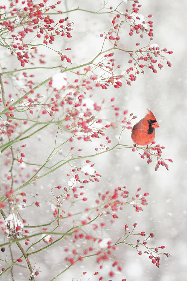 Red Bird in the Red Berries Photograph by Carrie Ann Grippo-Pike