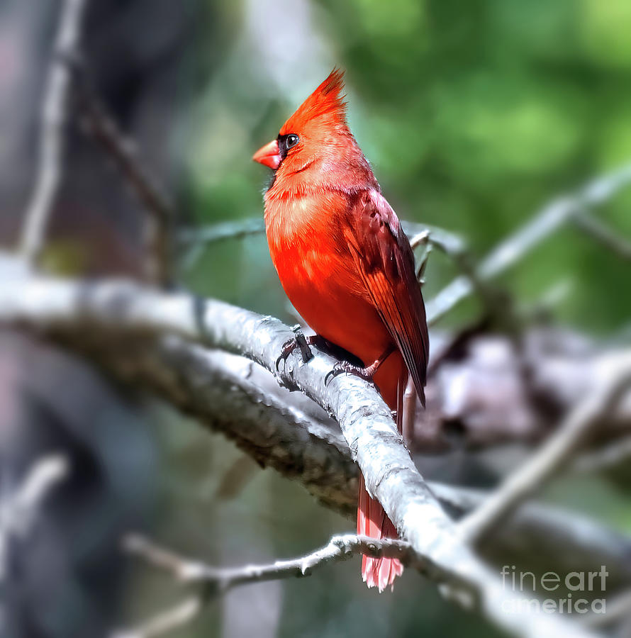 Red Bird in the Sun Photograph by Kerri Farley