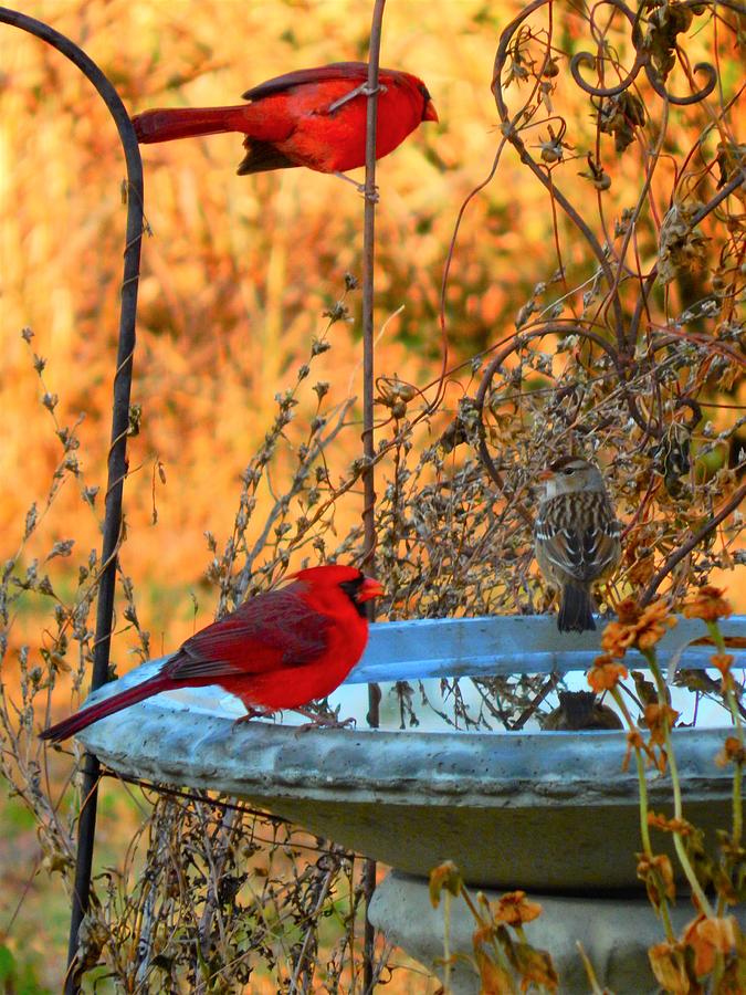 Red Bird Morning Photograph by Virginia White