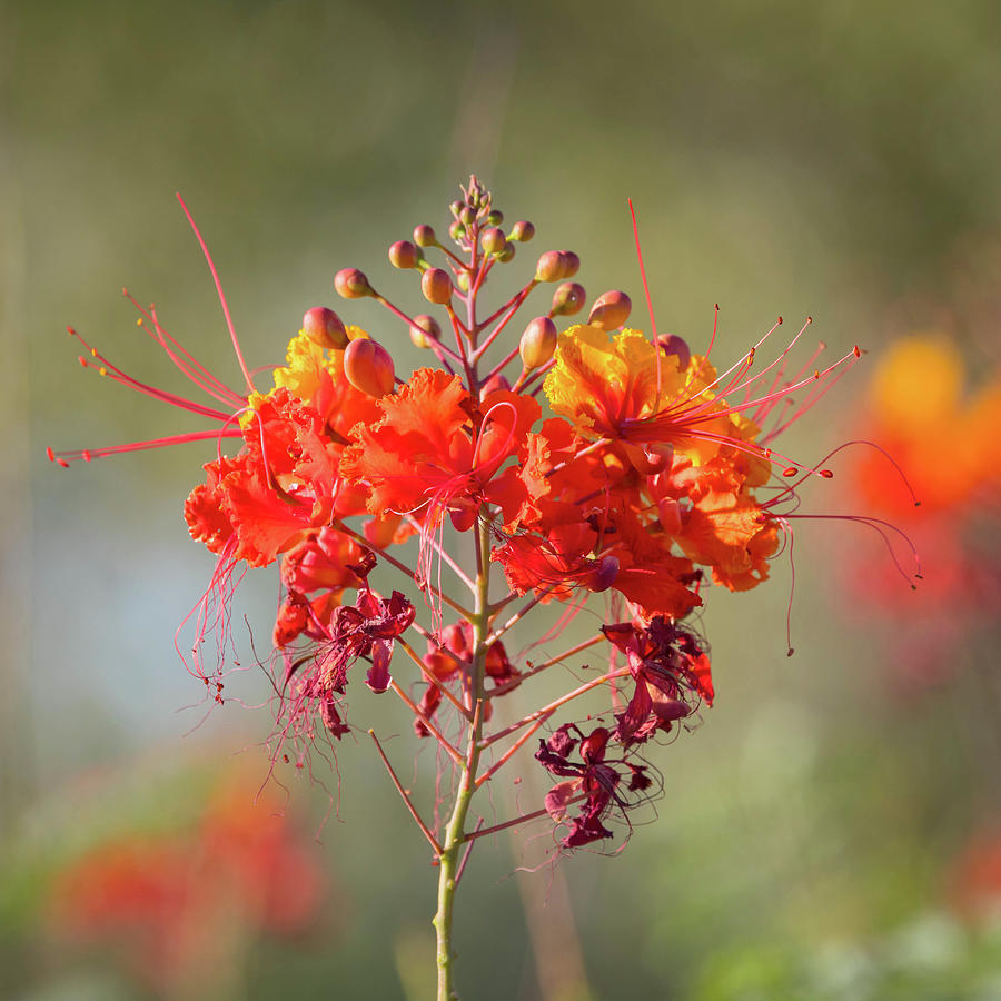 Red Bird Of Paradise Photograph - Red Bird of Paradise - Caesalpinia by Rosemary Woods Images