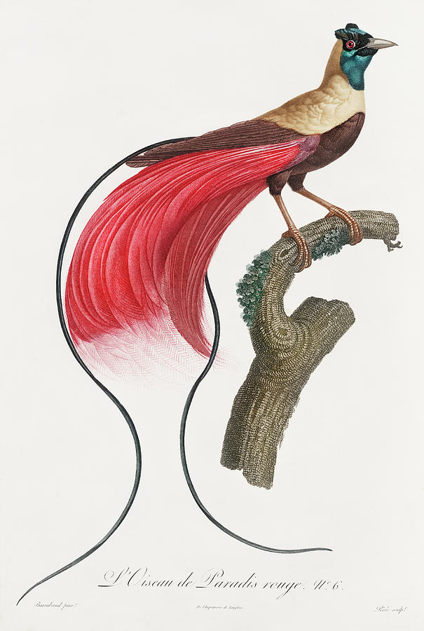 Red Bird Of Paradise - Vintage Bird Illustration - Birds Of Paradise - Jacques Barraband  Digital Art by Studio Grafiikka