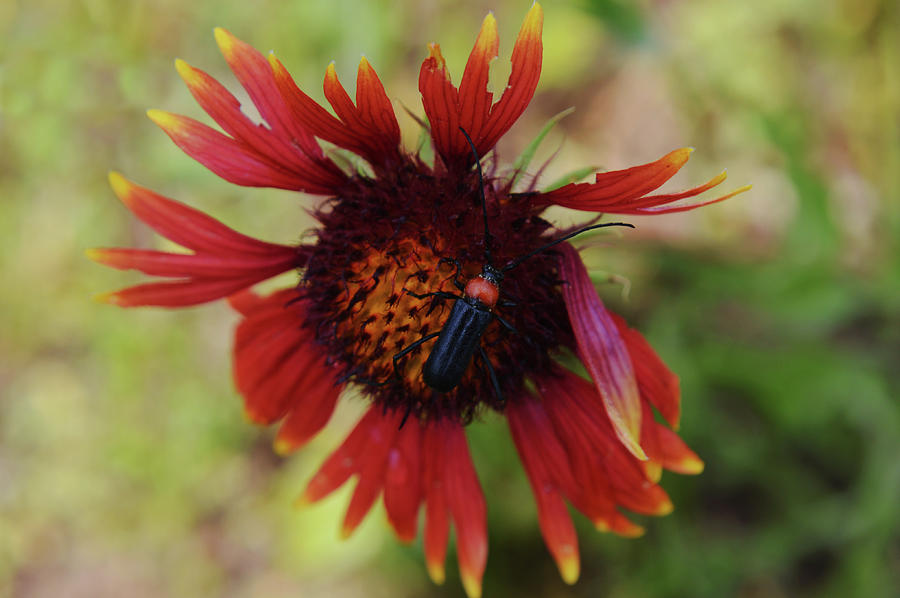 Red Black Soldier Beetle on Firewheel Wildflower Photograph by Gaby ...