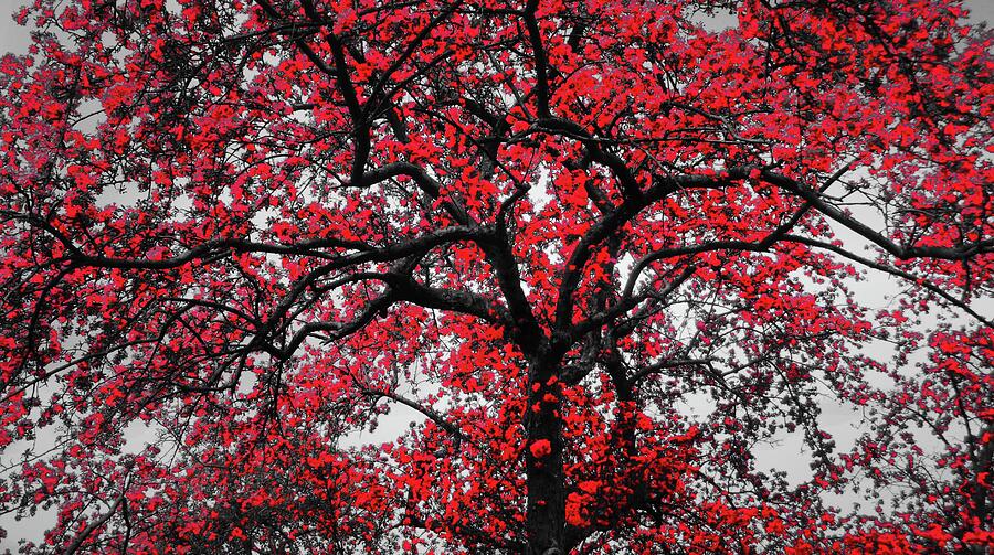 Red Black Tree Photograph by Jeremy Lyman