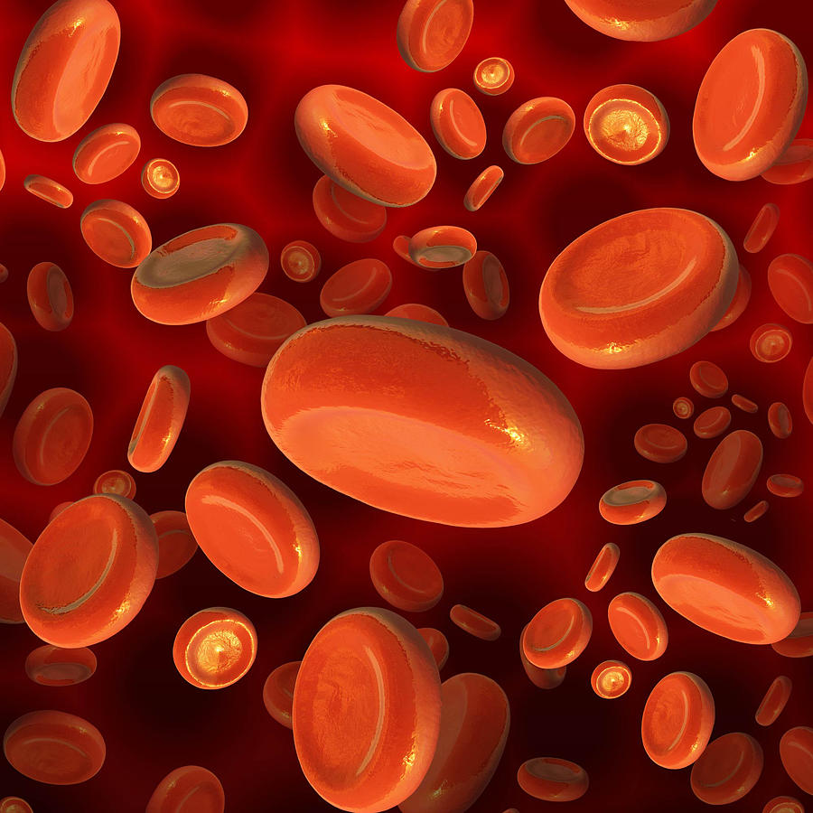 Red Blood Cells Digital Art by Marcelo Schatzmann - Fine Art America