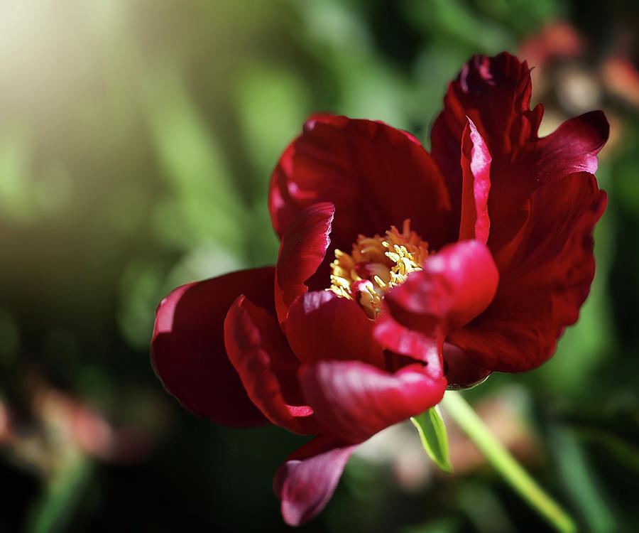 Red Bloomer Photograph by Nicole Engstrom