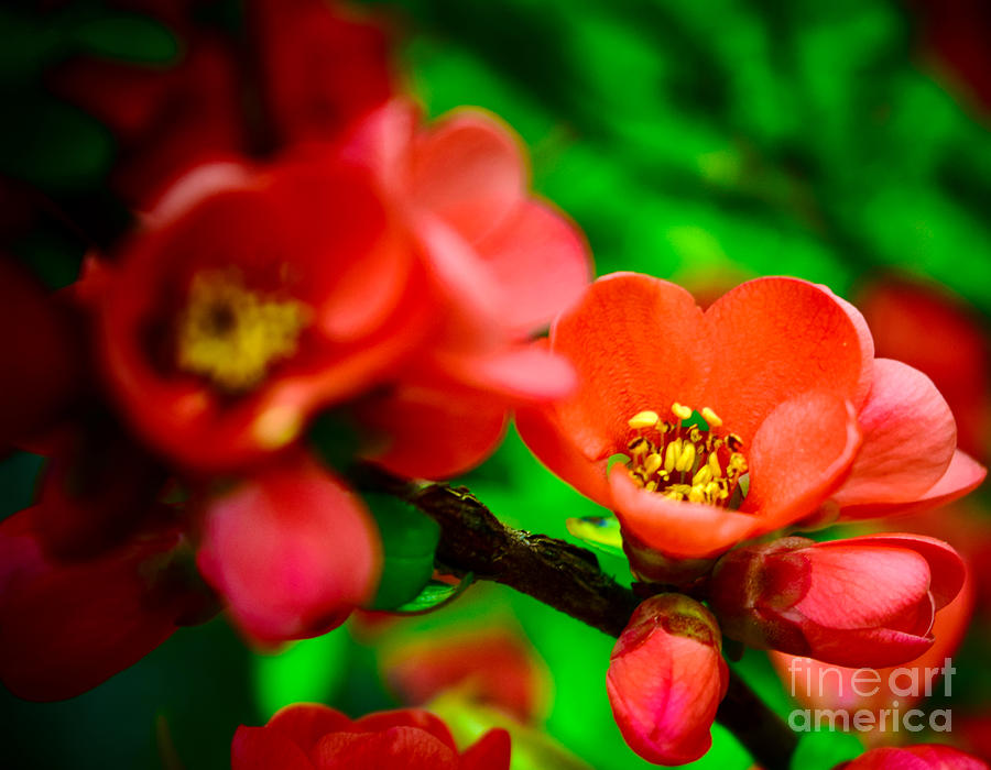 Red Blossom Photograph by Debra Banks
