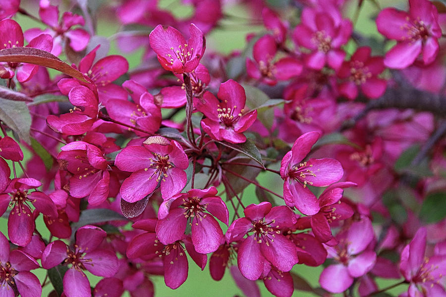Red Blossoms Photograph