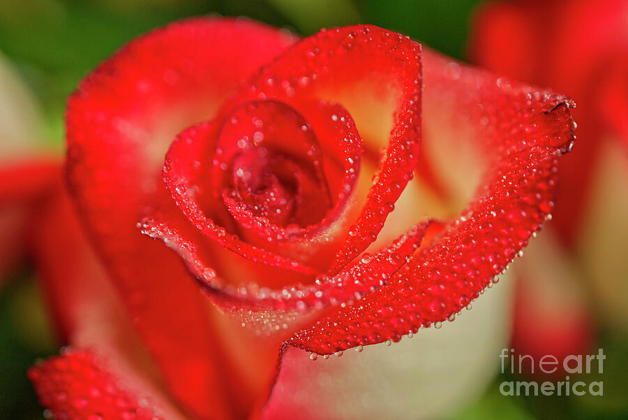 Red Blush Rose Macro With Water Doplets Photograph