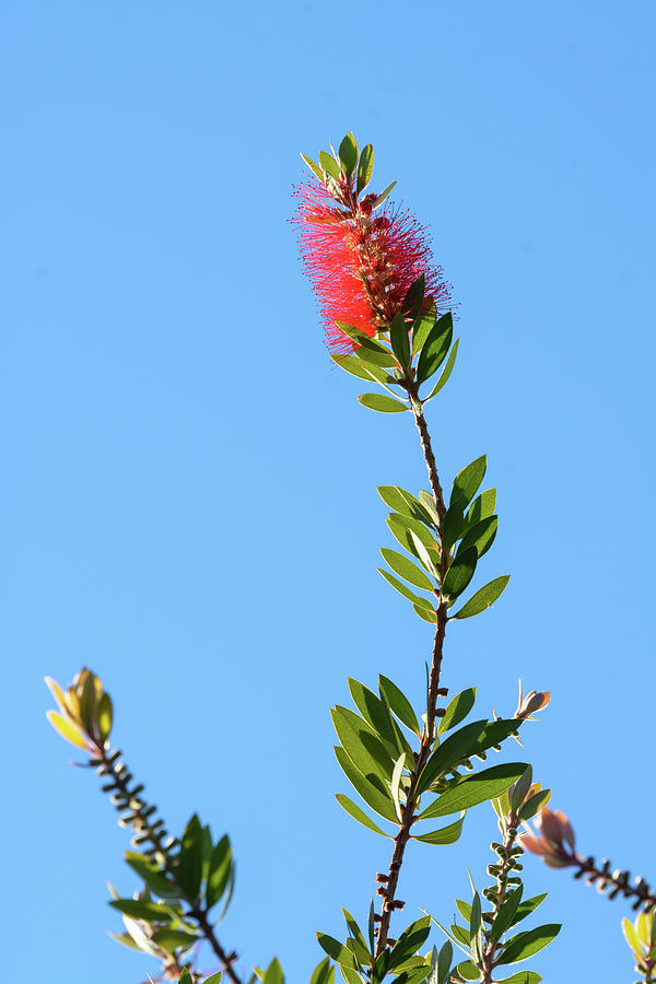 Red Bottlebrush flower Photograph by Mike Fusaro