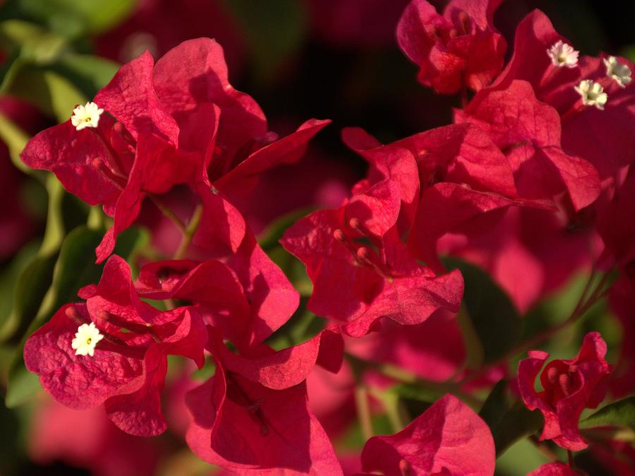 Red Bougainvillea Blooms Photograph by Christopher Mercer - Fine Art ...