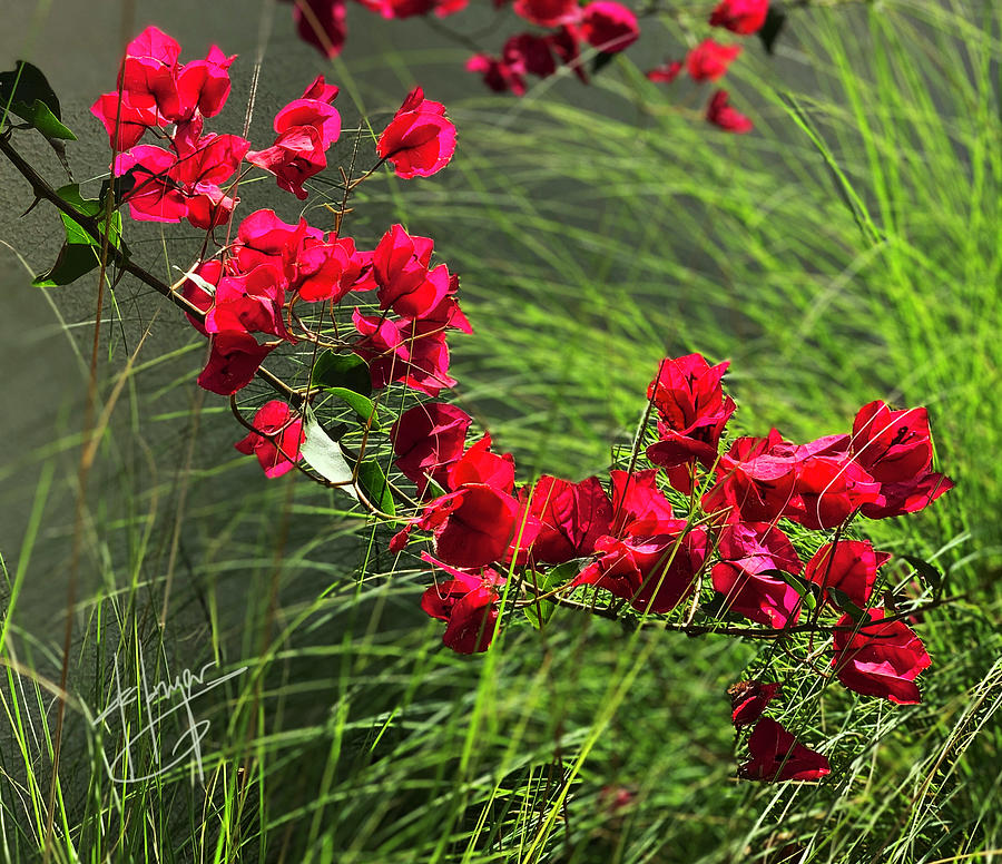 Red Bougainvillea Photograph by DC Langer